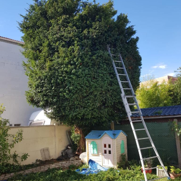 Entretien d'espaces verts et élagage à Champigny sur Marne dans le Val de Marne (94) - Elagage Reihnardt