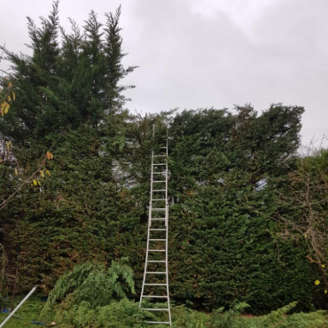 Entretien d'espaces verts et élagage à Champigny sur Marne dans le Val de Marne (94) - Elagage Reihnardt