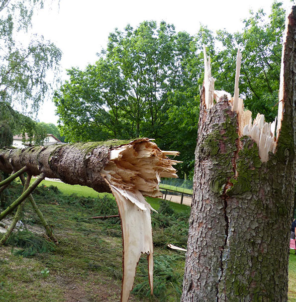 Abattage d'arbres à Champigny sur Marne (94500) dans le Val de Marne (94)