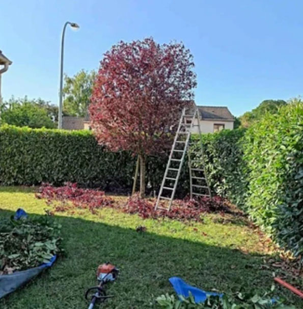 Taille d'arbres fruitiers à Champigny sur Marne (94500) dans le Val de Marne (94)