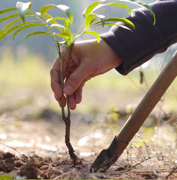 Plantation d'arbres et de massifs à Champigny sur Marne (94500) dans le Val de Marne (94)