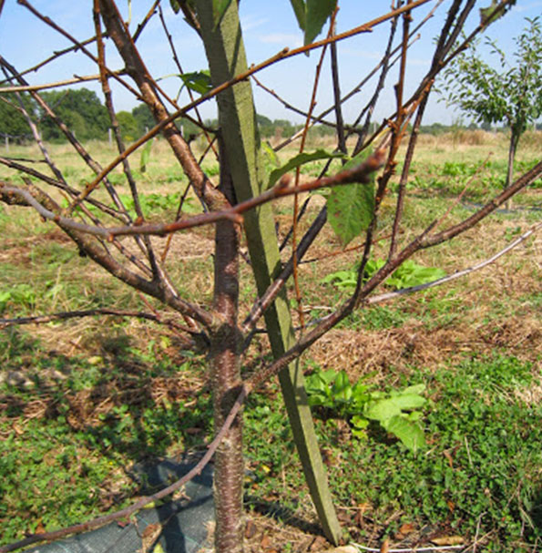 Optimisation de la fructification de vos arbres fruitiers à Champigny sur Marne (94500) dans le Val de Marne (94)