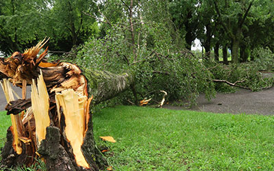 Abattage d'arbres à Champigny sur Marne (94500) dans le Val de Marne (94)