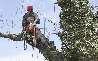 Artisan élagueur à Champigny sur Marne (94500) dans le Val de Marne (94)