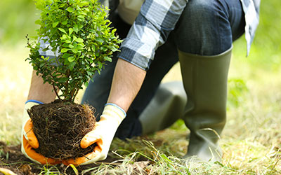 Plantation d’arbre à Champigny sur Marne (94500) dans le Val de Marne (94)