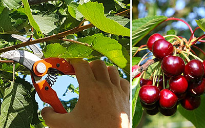 Tailles d’arbres fruitiers à Champigny sur Marne (94500) dans le Val de Marne (94)